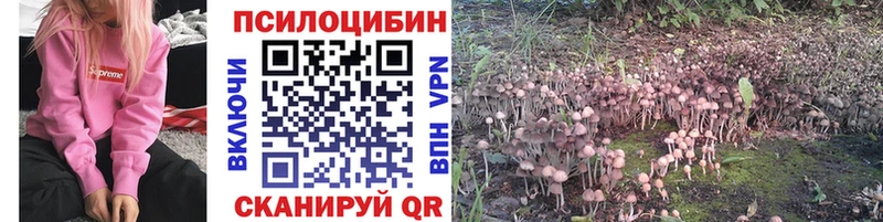 закладка  Заволжье  Галлюциногенные грибы Psilocybe 